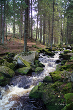 Hamerský potok, pramenící asi 3,5 km severně od Horské Kvildy