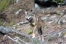 Vlci v přirozeném prostředí