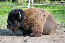 Výběh s bizony u Prášilského potoka