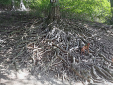 Mohutný kořenový systém buků na hradním vrchu /památné stromy vysázené po roce 1730/